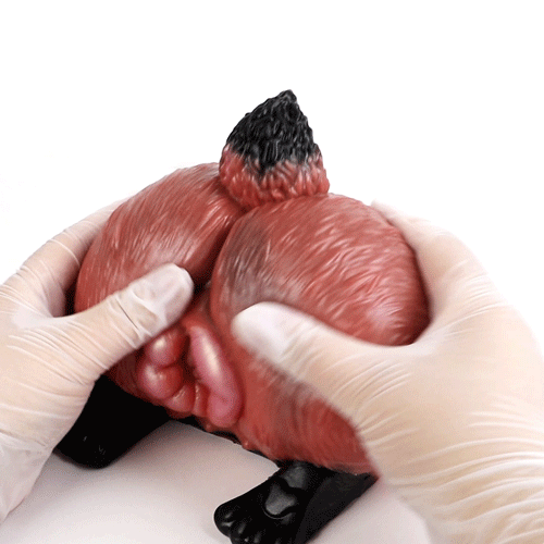 Sex Doll de Torso con Glúteos de Zorro - Juguete Sexual de Masturbación con Vagina de Fantasía Realista para Hombres