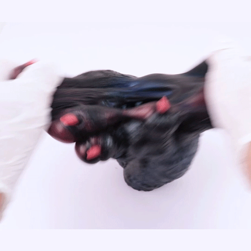 Fantasy Canine Hand Palm Pocket Pussy – Estimulación Realista para Masturbación