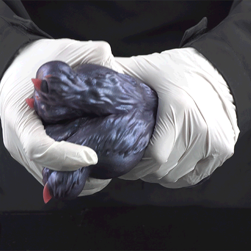 Fantasy Sex Doll with Double Demon Feet – Hidden Silicone Masturbator and Sex Toys for Men