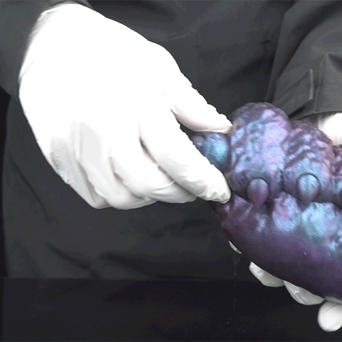 Beast Hand Masturbator with Claws – Silicone Sex Doll for Interspecies Masturbation